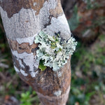 Load image into Gallery viewer, Foliose lichen photo by Karen from Hulley Jewellery
