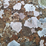 Load image into Gallery viewer, Photo of a lichen patchwork by Karen Visagie from Hulley Jewellery
