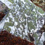 Load image into Gallery viewer, Held to stone - Green
