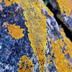 Load image into Gallery viewer, Close-up of a rock with yellow lichen growth
